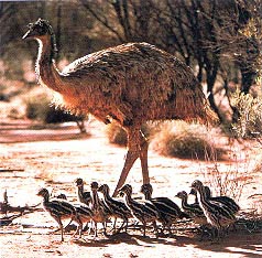 emu-mom